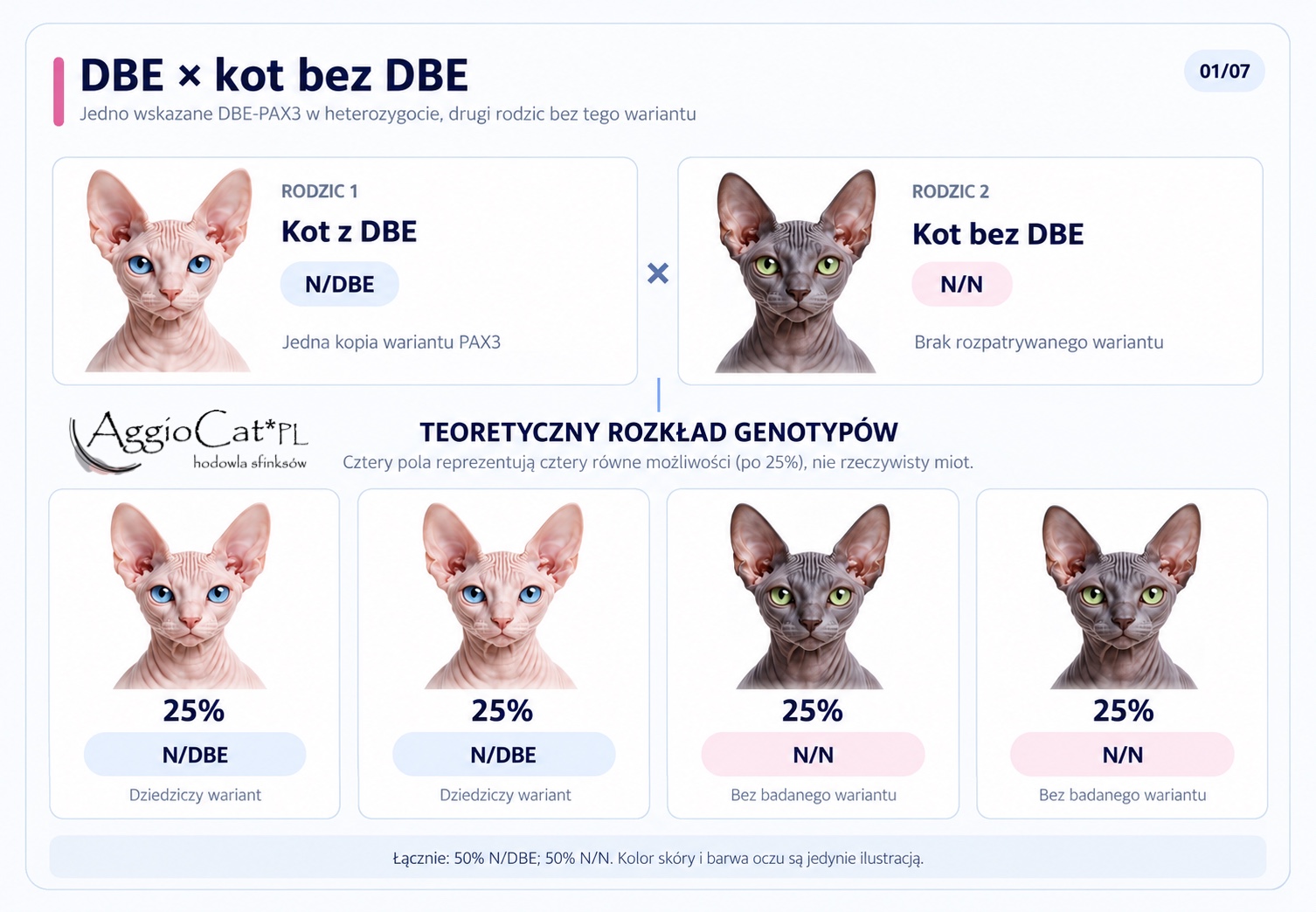 Diagram 1: DBE × a cat without DBE