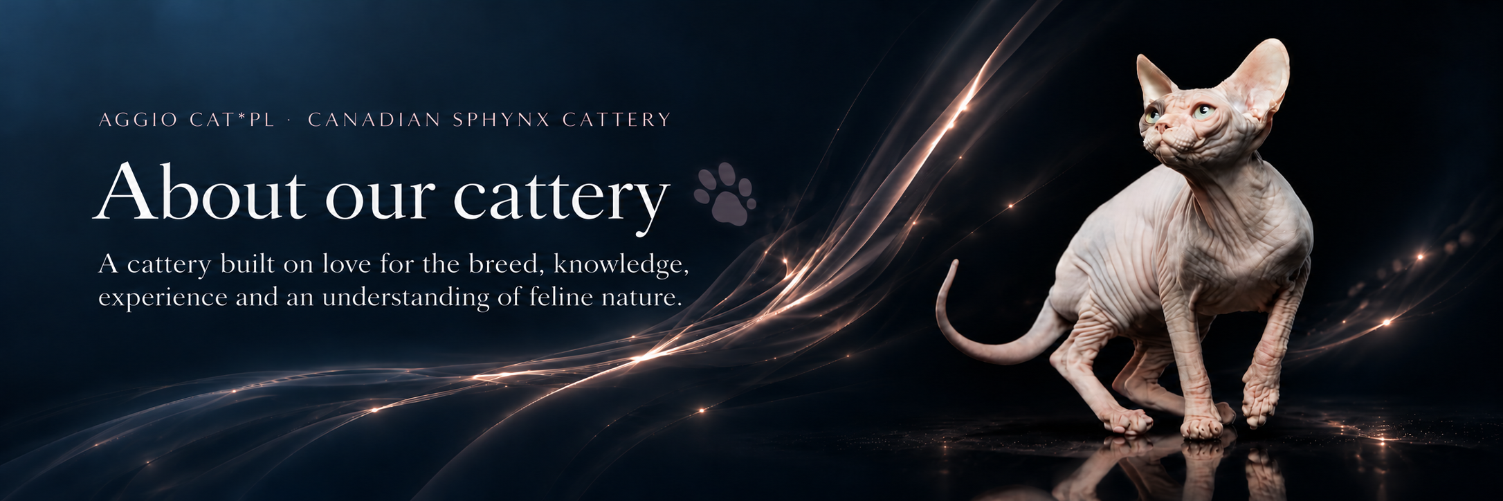 Aggio Cat*PL: about our cattery. Our approved navy and black banner with subtle pink and grey light trails, a paw print and a Sphynx.