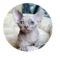 Owner’s profile photograph from the original website