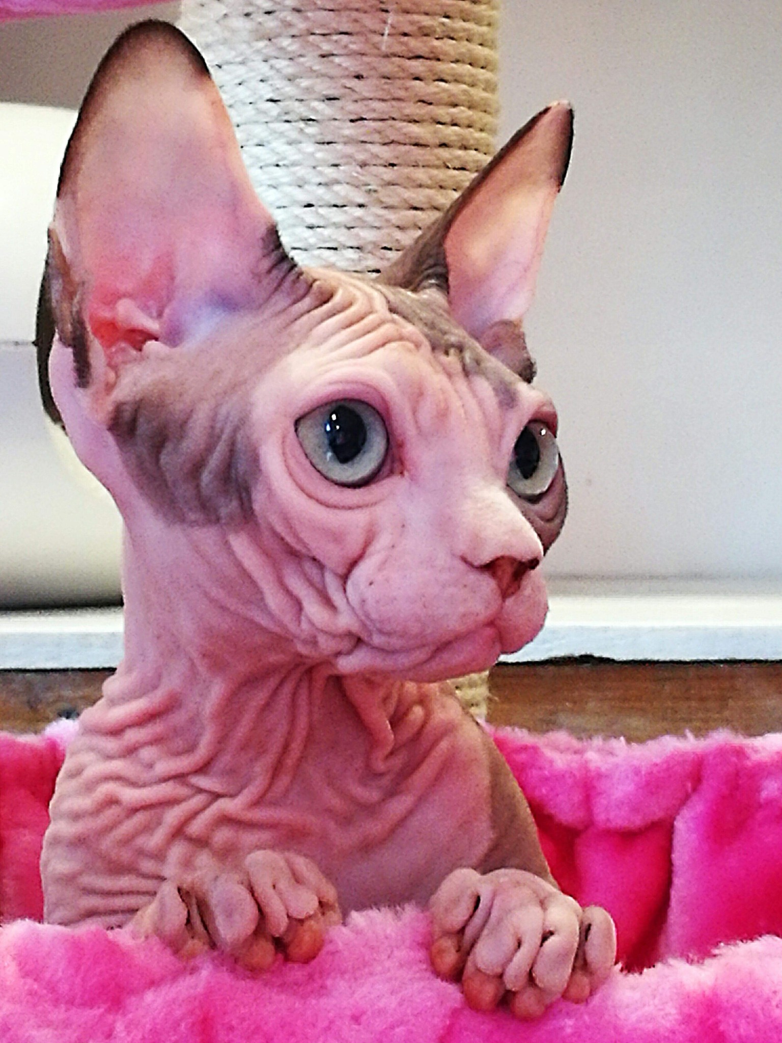Cookie Purring Miracle*NL