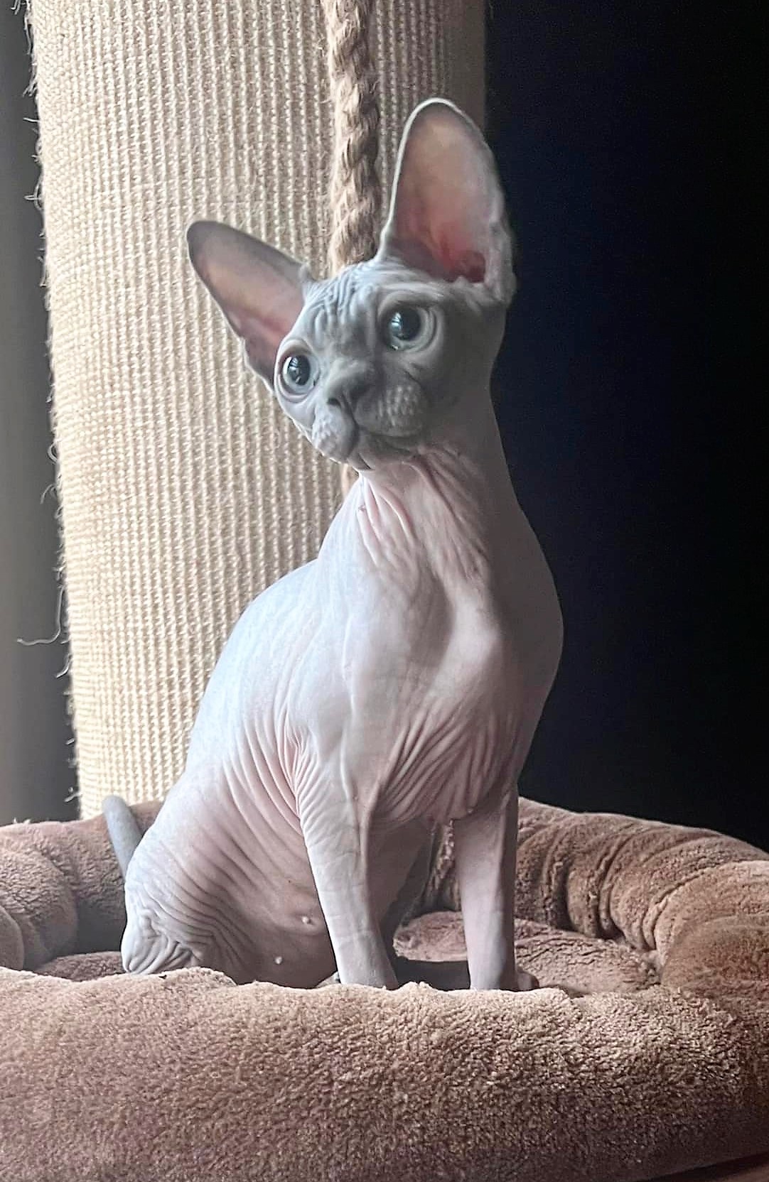 MAYA Aggio Cat*PL