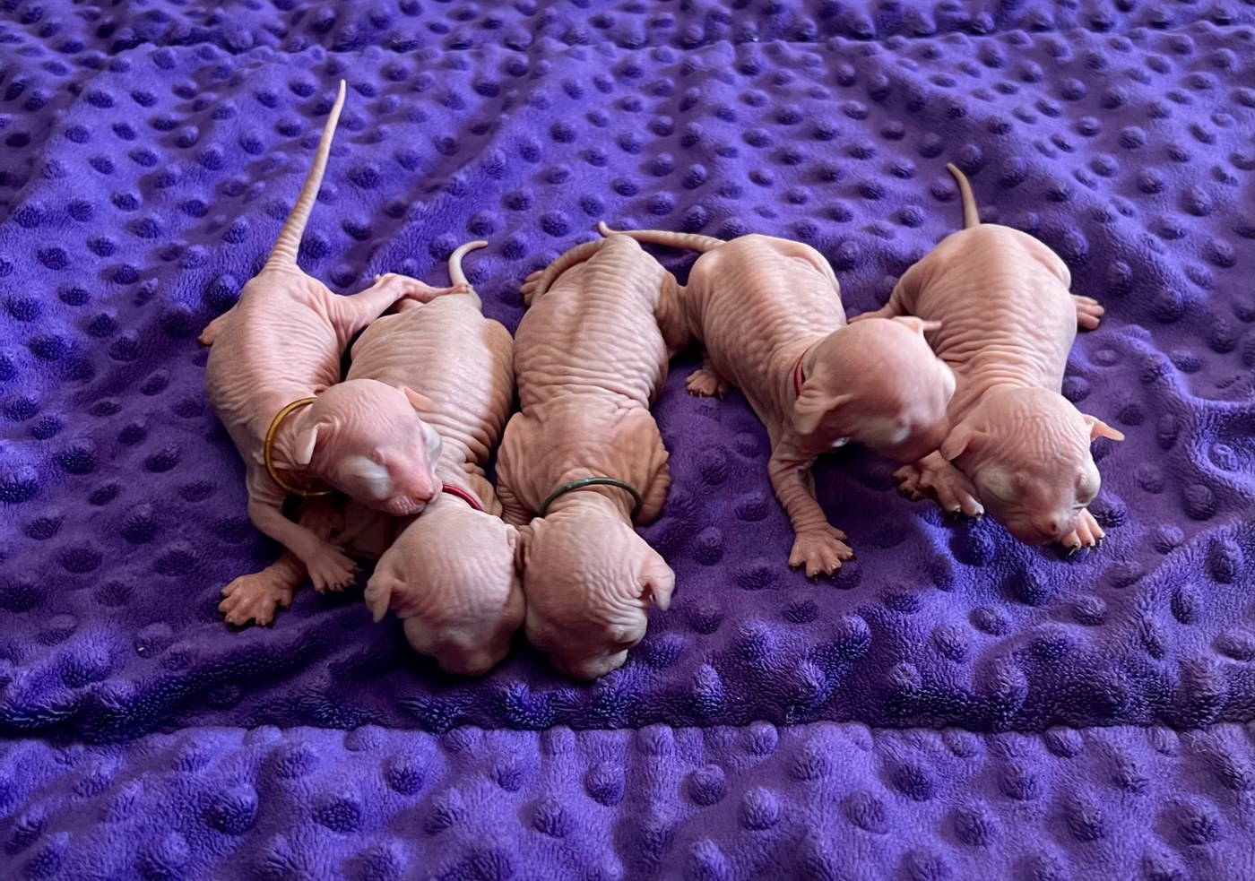 Litter photo B2