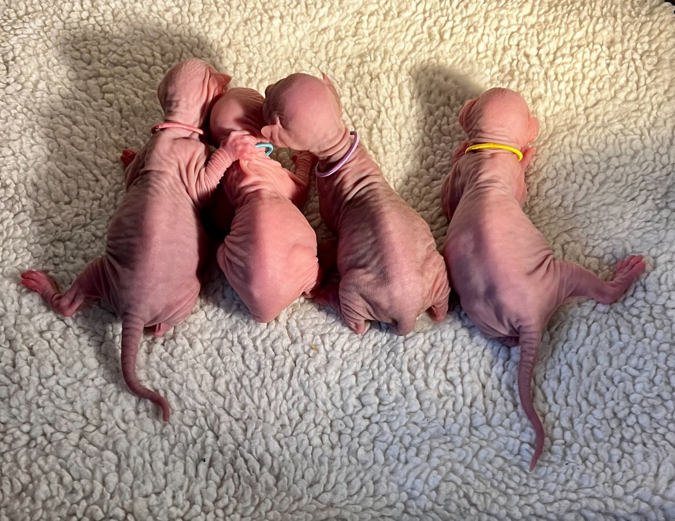 Litter photo C2