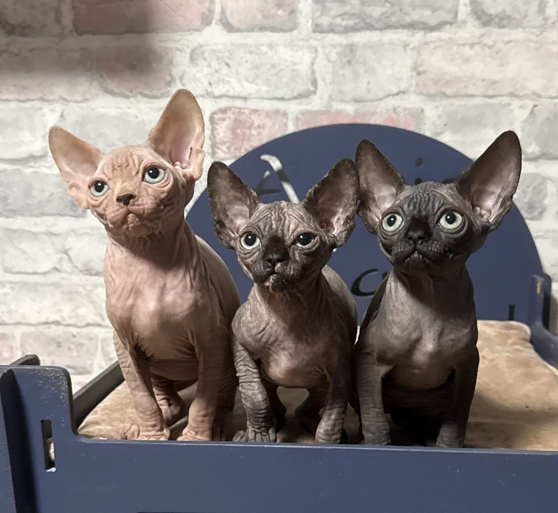 Litter photo F3