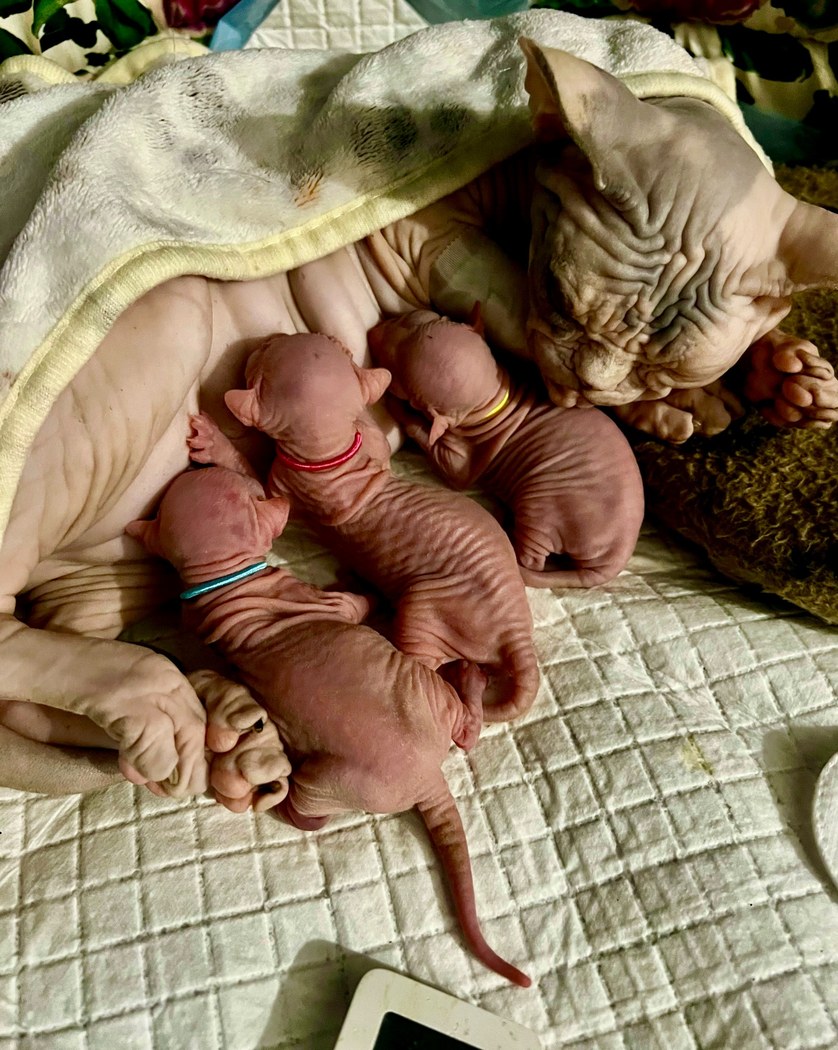 Litter photo K2