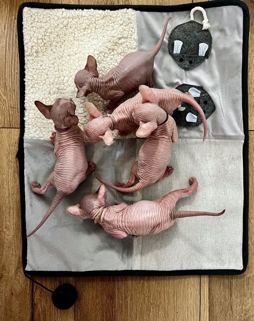 Litter photo M2