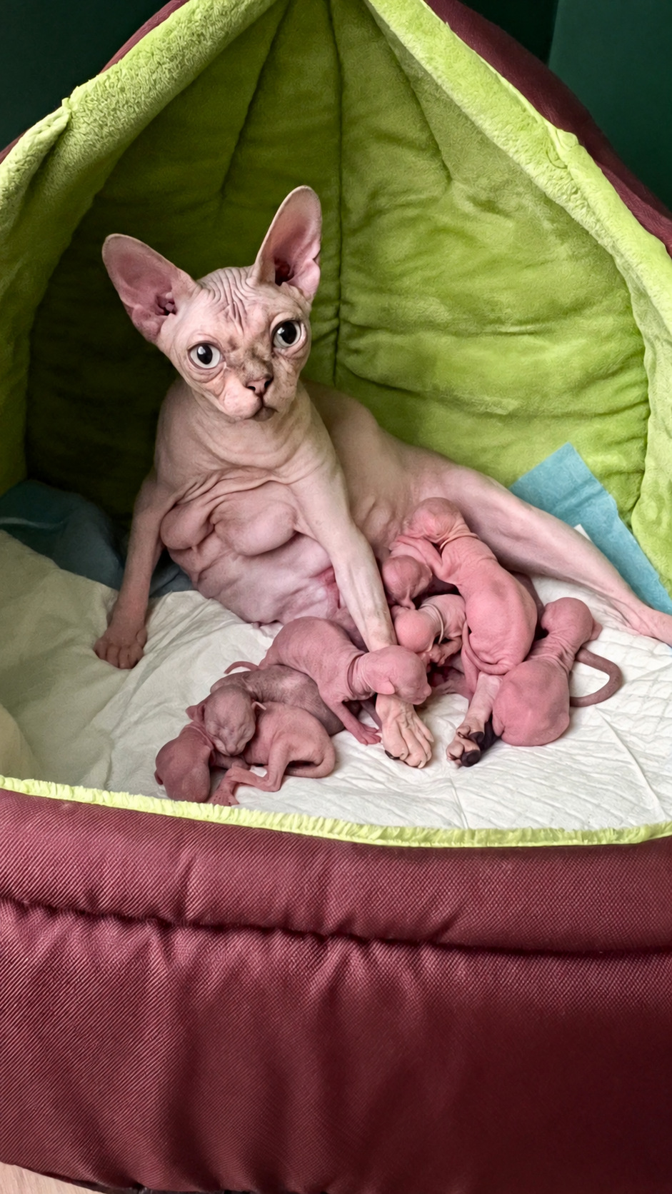 Litter photo R