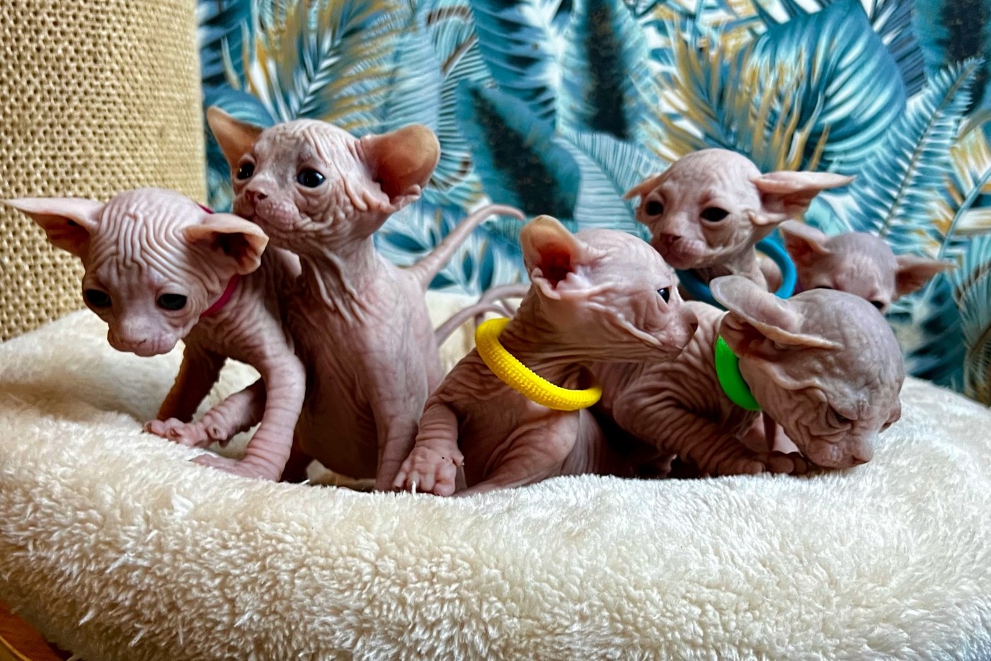 Litter photo S2