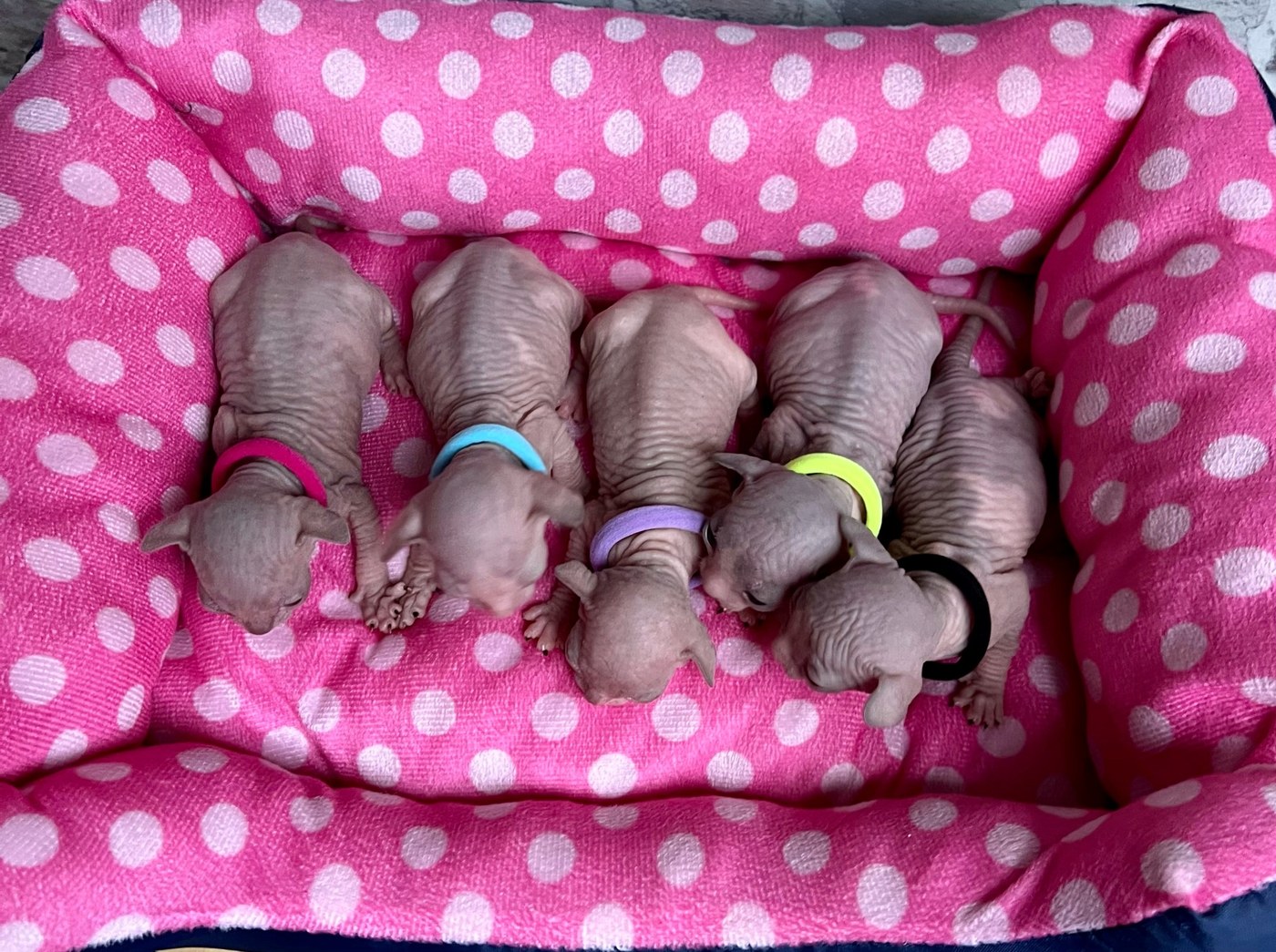 Litter photo V
