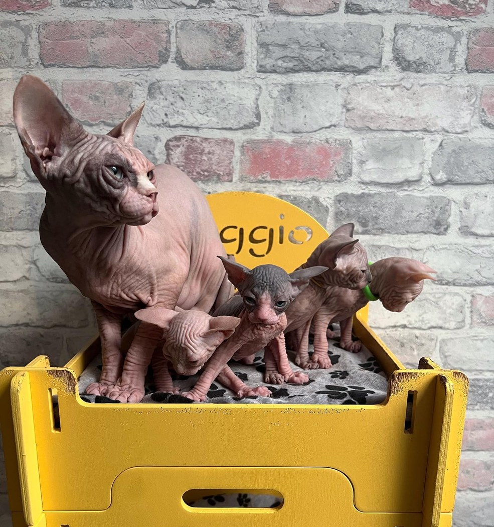 Litter photo W
