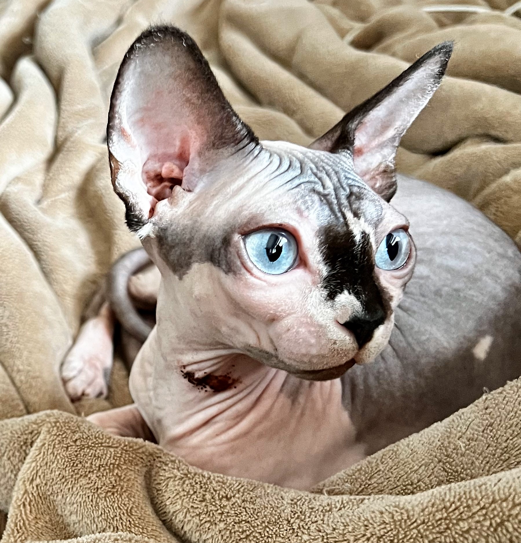 RUFFIAN RUFFE Aggio Cat*PL
