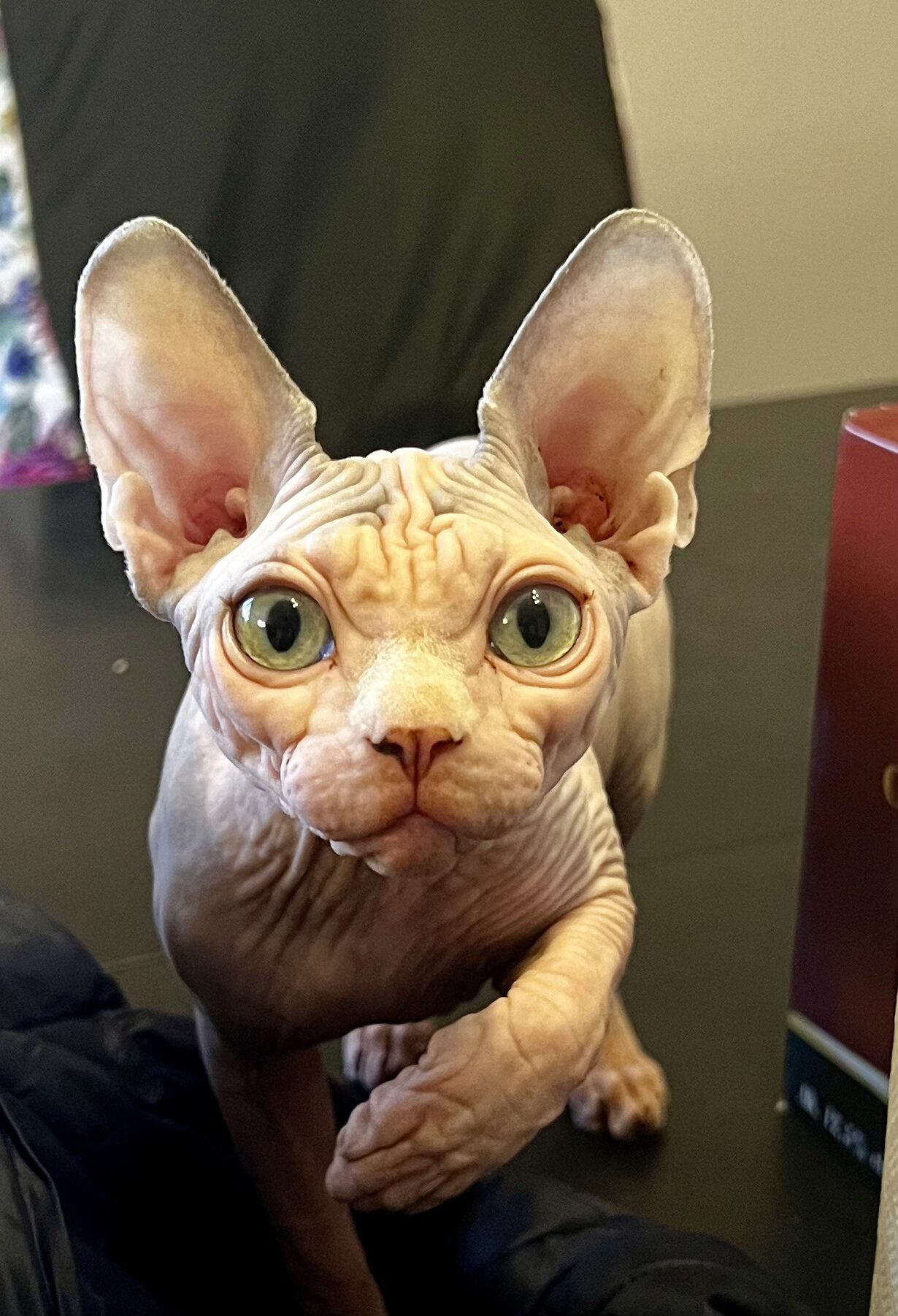 EILEEN Aggio Cat*PL