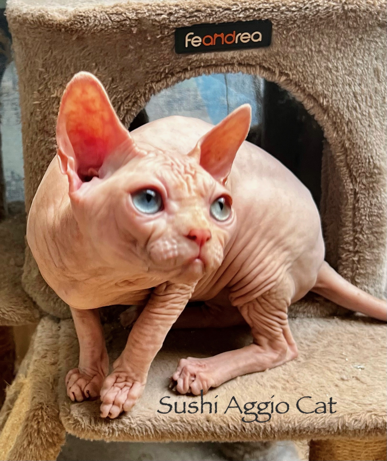 SUSHI Aggio Cat*PL