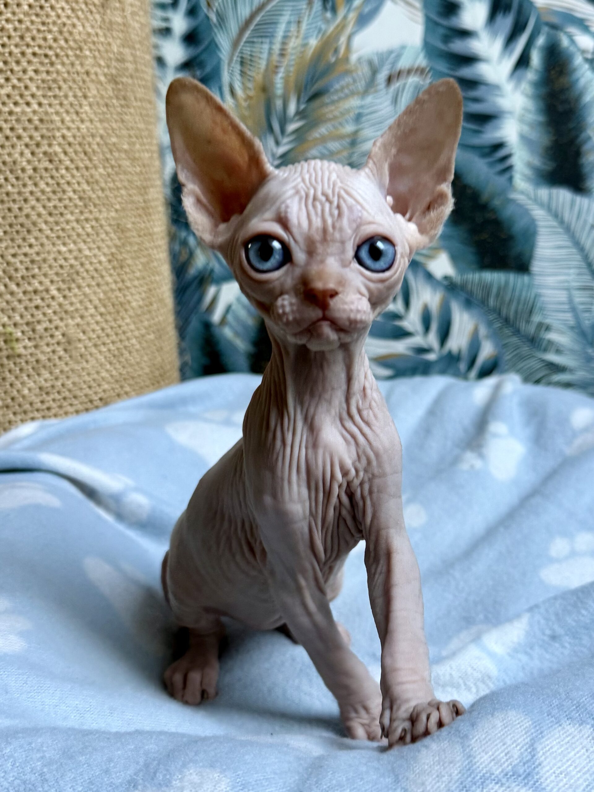 CHIARA Aggio Cat*PL