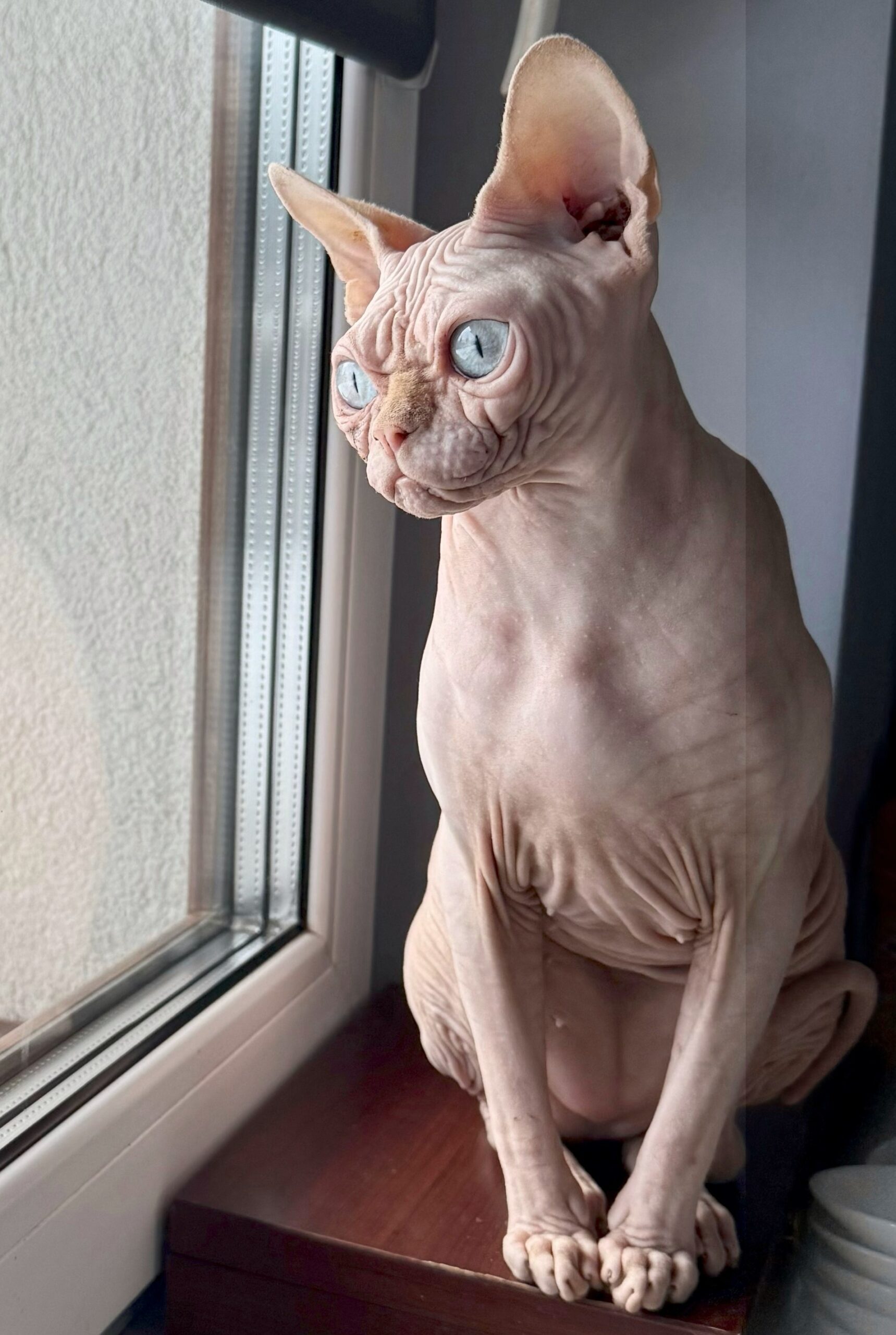 KENIA Aggio Cat*PL