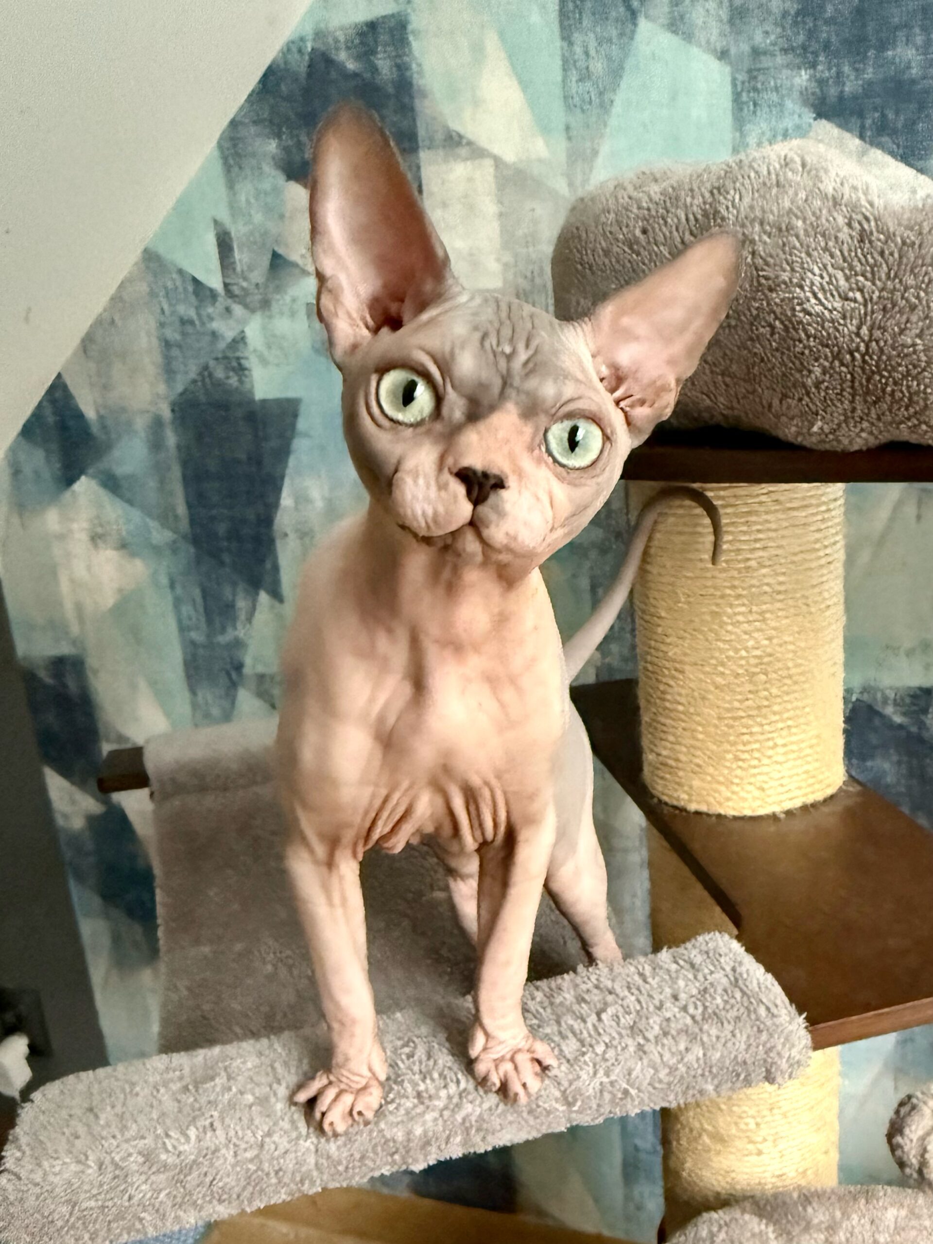 CLEAN BANDIT Aggio Cat*PL