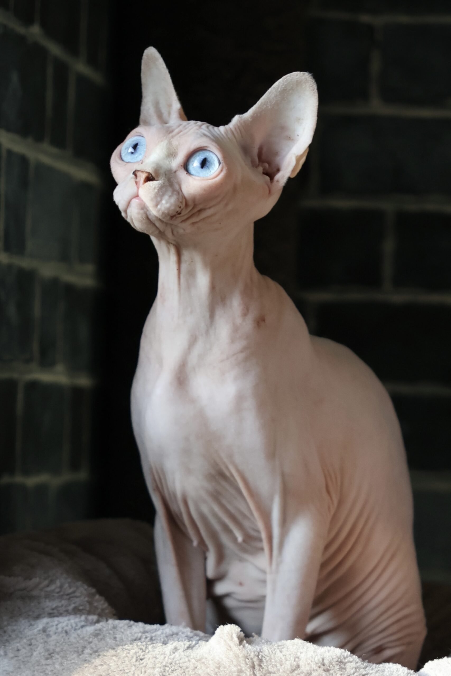 WISIENKA Aggio Cat*PL