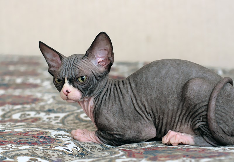 ENYA SphynxAntiquus*LT