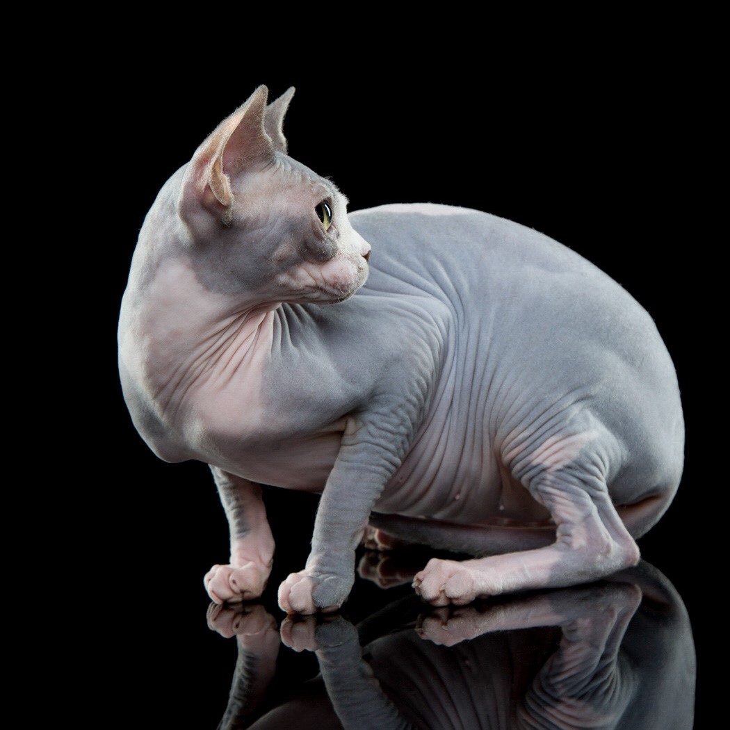 CERILLA Hot Moon Cats*PL