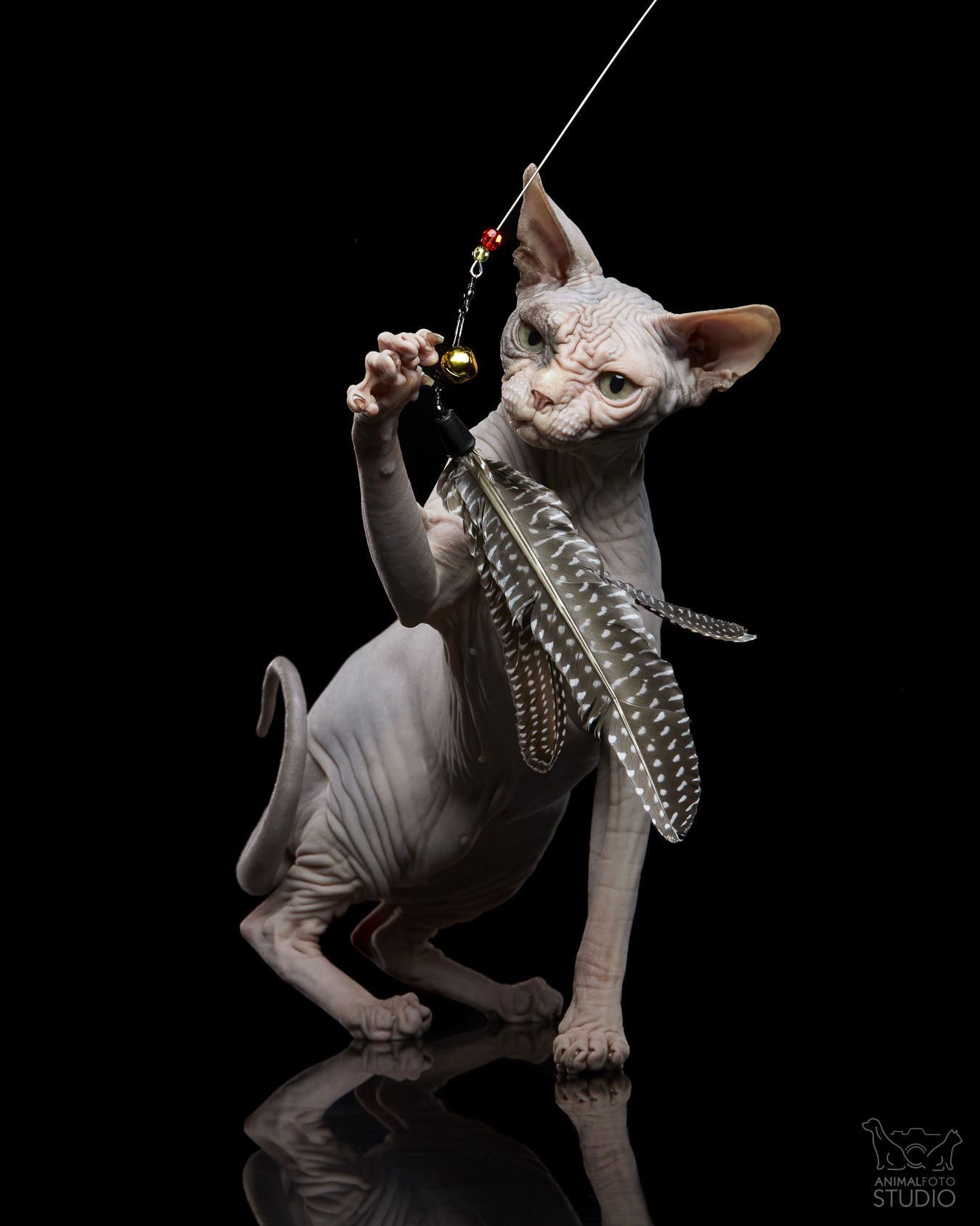 KAWAII Aggio Cat*PL