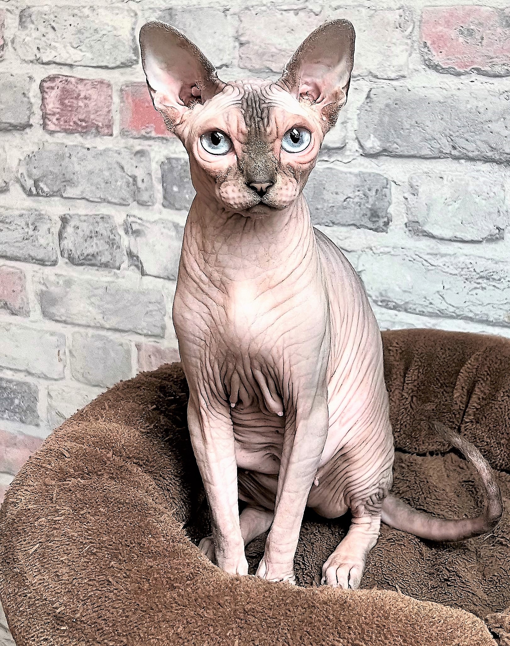 XSARA Aggio Cat*PL