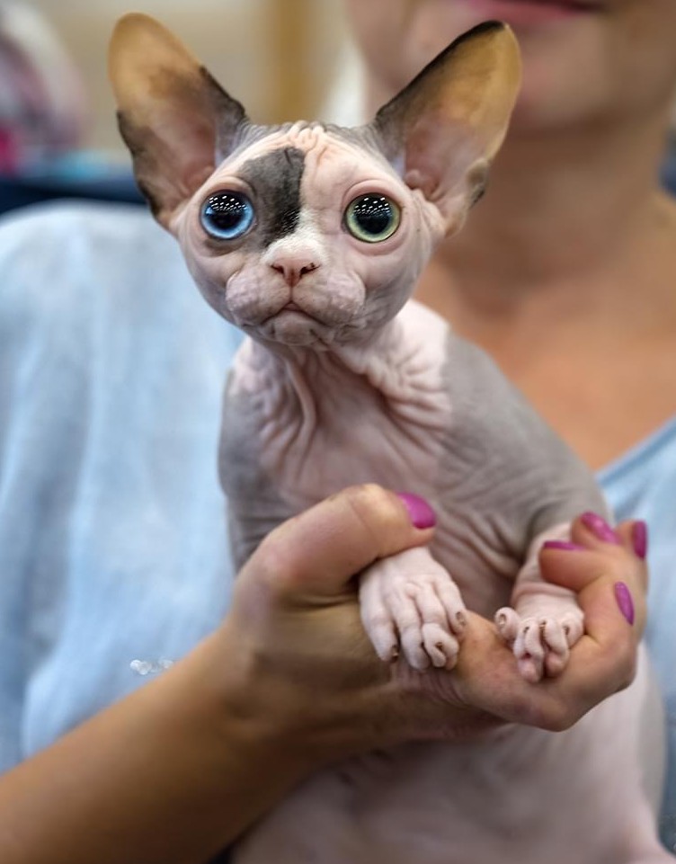 ZOEE Aggio Cat*PL