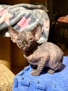 20260302_170726323_iOS