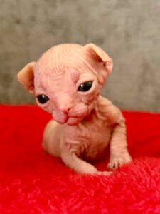 20260306_092625374_iOS