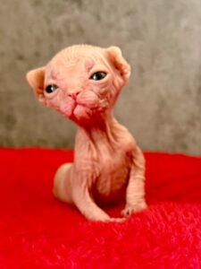 20260306_092626824_iOS