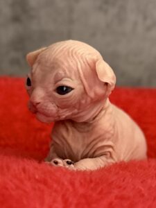 20260306_092903930_iOS