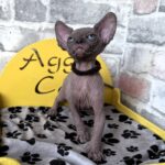 Gizmo