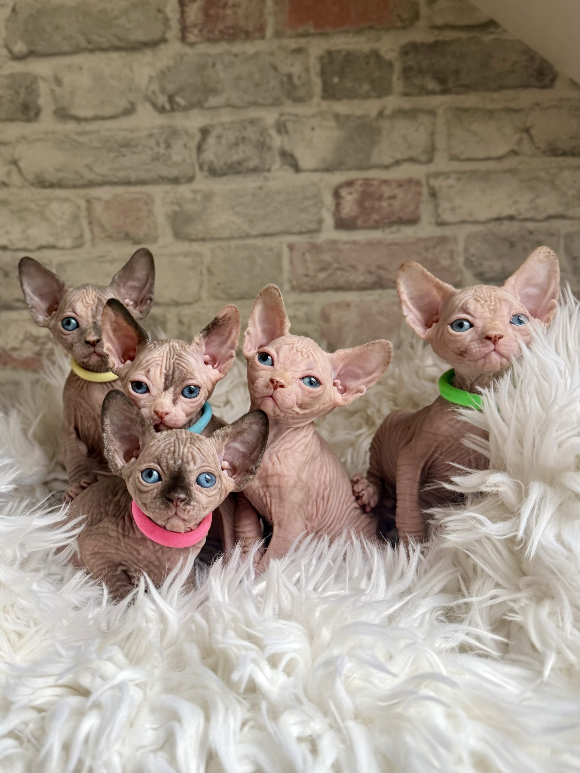 Miot M3 Aggio Cat*PL
