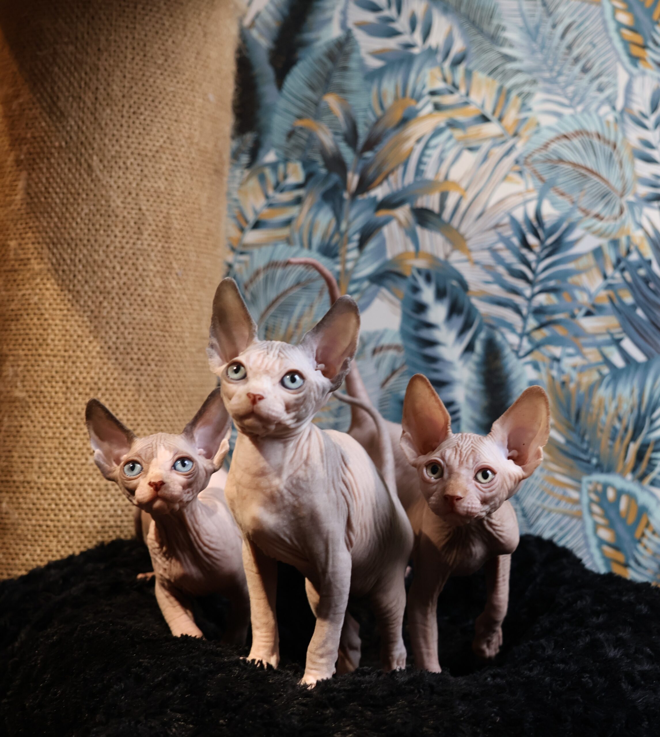 Miot L3 Aggio Cat*PL
